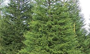 Habitat prefers full sun in average to evenly moist soil conditions, but does not tolerate wet soils. Norway Spruce Knowledgebase Johnson S Nursery