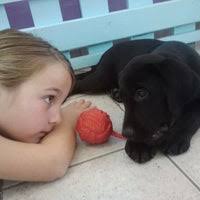 277 ziyaretçi all about puppies ziyaretçisinden 10 fotoğraf ve 2 tavsiye gör. All About Puppies Pet Store In Village Of Tampa