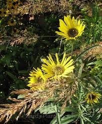 Image result for Tolpis capensis