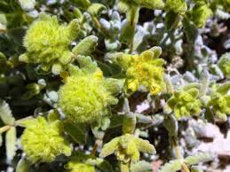 Image result for Teucrium