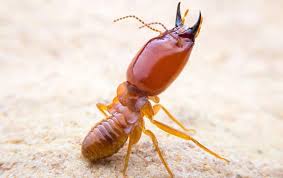Bishop's termite & pest control. Termite Control Services Bug Head Pest Control