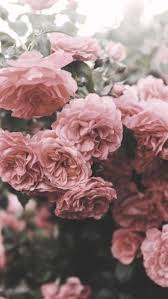 Pink Aesthetics Kawaii Vibe Flower Aesthetic Flowers Photography Beautiful Flowers