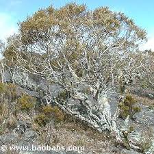 Image result for Acacia tenuispina