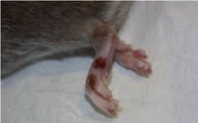 Check spelling or type a new query. Close Up Of A Pet Rat Infected With Cowpox Virus Download Scientific Diagram