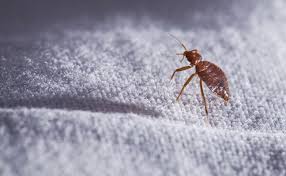 You work mostly on your own use one of there cars. Industry Suppliers Share Bed Bug Product Insights Pest Management Professional