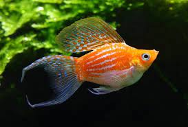 Memelihara ikan hias air tawar memang bukan pekerjaan yang mudah untuk dilakukan. Cara Budidaya Dan Pemeliharaan Ikan Hias