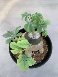 Image result for Adenia glauca