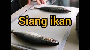 What's the english translation of ikan? Cara Siang Ikan Cepat Youtube