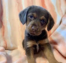 (eri > erie) pic hide. Dog For Adoption Leona A Beagle Mix In Minneapolis Mn Male Female Beagle Puppies For Sale In Otsego Minnesota Dog Breeds Little Beagle Puppy Fluffy Dog Breeds