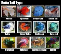 35 Different Types Of Betta Fish With Beautiful Pictures Betta Fish Types Betta Fish Tank Betta Fish