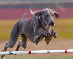 Weimaraner Up And Over Dogs Agility Training For Dogs Jumping Dog