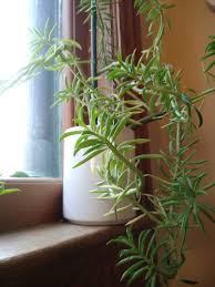 Plant propagation is easily one of my favourite plant activities; Peperomia Ferreyrae Happy Bean Is Out Of Control Indoorgarden