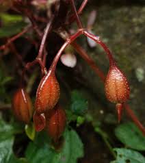 Image result for Begonia meyeri-johannis
