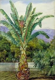 Image result for Ensete ventricosum