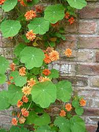 Double Nasturtium Nasturtium Edible Garden Garden Pests