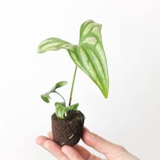 Image result for Cercestis