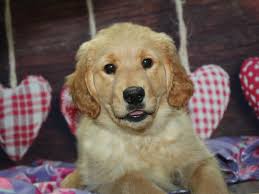 Maybe you would like to learn more about one of these? Golden Retriever Dog Male Golden 2981791 Pet City Houston