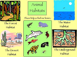 Here we will learn about the homes of animals. Animal Habitats