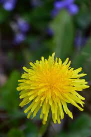 Free Image On Pixabay Flower Dandelion Yellow Flower Yellow Flowers Dandelion Flowers