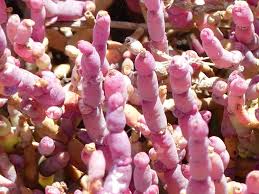 Image result for Asparagus natalensis