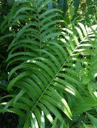 Image result for Cyclosorus interruptus