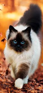 Los Mejores Fondos De Pantallas De Gatos Gatos Bonitos Gatos Grises Gatos Raros