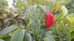Image result for Connaraceae