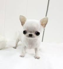 Teacup deer head chihuahua puppy. Pin On Animals