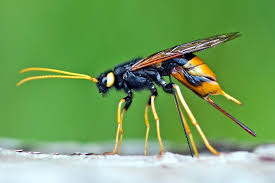 The Giant Woodwasp Banded Horntail Greater Ho The Giant Woodwasp Banded Horntail Or Greater Horntail Giants Insects Animals