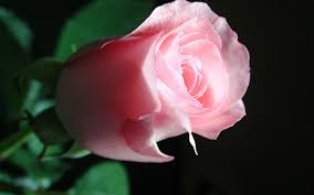 Free Download 3d Rose Wallpaper 176 Hd Wallpaper 3d Desktop Backgrounds 1920x1200 For Your Desktop Mobile Tablet Explore 45 3d Red Roses Wallpaper Red Rose Wallpaper Free Download Red These 3d rose wallpaper are attractive and fit well with any interior. free download 3d rose wallpaper 176 hd