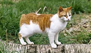 Manx Cat Breed Information