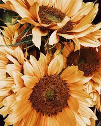 Pin By Velvet By Graham Spencer On Your Pinterest Likes Pretty Flowers Love Flowers Plants