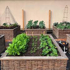 The Backyard Farm Company On Instagram Garden Beds Growing Long Before The Pathways And Fences Are Finished At In 2021 Backyard Farming Vegetable Garden Garden Beds