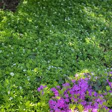 Image result for Galium