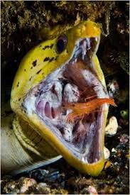 A Moray Eel In Kimbe Bay S Joelle S Seamount By Jennifer Hayes Ocean Creatures Underwater Creatures Life Under The Sea
