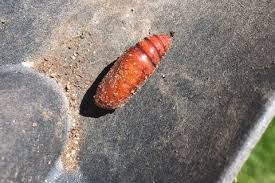 Check spelling or type a new query. Moth Pupa Pest Control Canada
