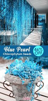 46 Off Egrow 100 Pieces Bag Blue Pearl Chlorophytum Seeds Potted Plants Flower Seeds Planting Flowers Seed Pots Blue Pearl