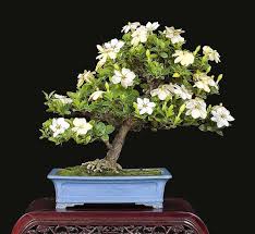 It became popular all over the world because of its white flowers that have a sweet fragrance. Bonsai Tree Types Bonsai Tree Care Bonsai Tree