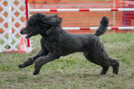 Image result for poodle