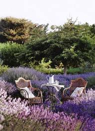 Where Is My Book Garten Lavendel Garten Garten Pflanzen
