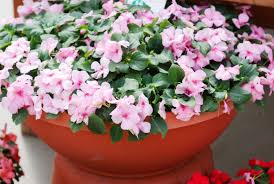 Image result for Impatiens bequaertii