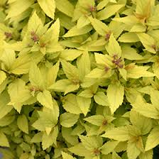 Image result for Spiraea bumalda