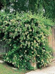 Perennial climbing vines with flower for the garden. Pin On Climbing Ivy Wall
