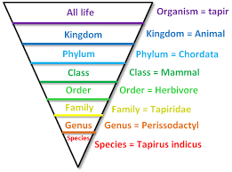 The Classification Of A Tapir The Tapir Movement