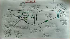 Also available for free anatomically, the liver is a meaty organ that consists of two large sections called the right and the left. Liver Anatomy 2 10 How To Draw Its Diagram Youtube