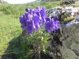 Image result for Clematis uhehensis