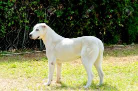 This issue is subject to fierce debate among dog breeders. A Young Beautiful White Central Asian Shepherd Dog Standing On Stock Photo Picture And Royalty Free Image Image 23646273