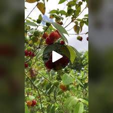 Image result for magnolia genia