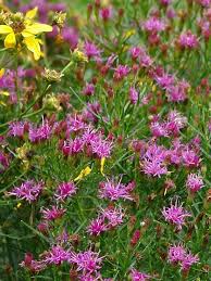 Image result for Vernonia turbinella