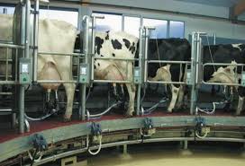 Définition, synonymes, citations, traduction dans le dictionnaire de la langue française. Elevage Quelles Solutions Pour La Traite D Un Grand Troupeau L Agriculteur Normand